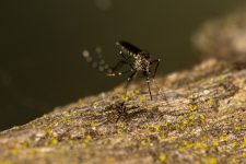 santa-cruz-do-rio-pardo-confirma-primeiros-2-casos-de-chikungunya-neste-ano