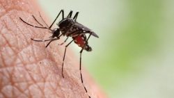 santa-cruz-do-rio-pardo-confirma-mais-duas-mortes-por-dengue-neste-ano