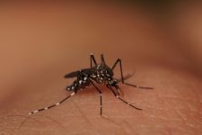 agudos-confirma-segunda-morte-por-dengue-neste-ano