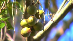 centro-oeste-de-sp-se-destaca-na-producao-de-macadamia