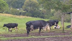 programa-ajuda-pequenos-criadores-a-melhorar-genetica-do-rebanho-bovino