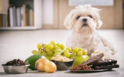 alimentos-toxicos-para-caes-e-gatos:-fique-atento!