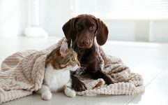 cuidados-com-os-pets-no-inverno