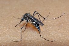 bauru-confirma-oitava-morte-por-dengue-neste-ano