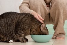 qual-e-a-melhor-racao-para-o-gato?-veterinario-destaca-beneficios-de-cada-tipo-de-alimento