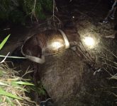 cavalo-e-resgatado-com-uso-de-maquina-pa-carregadeira-apos-cair-em-canaleta-de-agua-em-botucatu;-video