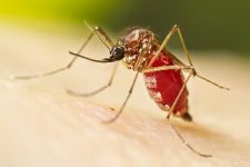 cidades-do-centro-oeste-paulista-confirmam-mais-quatro-mortes-por-dengue