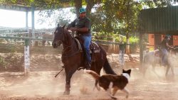 cavalos-de-competicoes-recebem-atencao-de-‘atleta’