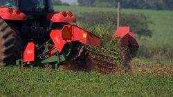 novas-variedades-de-amendoim-ajudam-a-melhorar-produtividade-das-lavouras