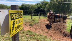 cerca-eletrica-traz-vantagens-no-manejo-do-gado