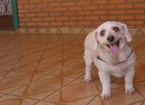 tutores-buscam-cannabis-medicinal-para-tratamento-de-pets-no-interior-de-sp