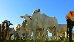 queda-de-temperatura-exige-cuidados-especiais-com-rebanho