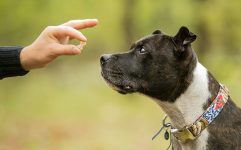 confira-algumas-dicas-para-o-adestramento-do-seu-filhote