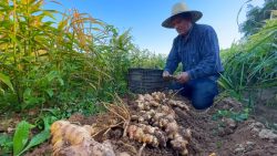 producao-de-gengibre-anima-produtores-do-sudeste-paulista