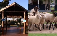 ‘fazendinha’-de-universidade-de-marilia-e-opcao-de-passeio-durante-as-ferias-escolares