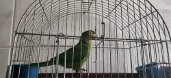 morador-de-bauru-e-multado-em-r$-11-mil-por-manter-aves-silvestres-em-cativeiro