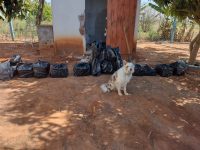 com-ajuda-de-caes-farejadores,-operacao-apreende-mais-de-230-quilos-de-maconha-em-tupa