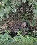 lontra-e-flagrada-se-alimentando-as-margens-do-rio-tiete-no-interior-de-sp