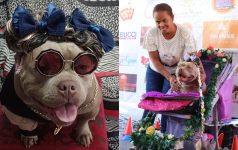 cachorra-‘modelo’-tem-mais-de-10-mil-seguidores-nas-redes-sociais-e-faz-sucesso-em-concursos