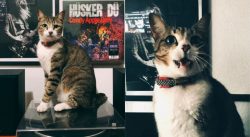 meu-pet-e-pagodeiro-ou-rockeiro?-g1-explica-como-animais-associam-musicas-e-generos-musicais