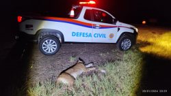 onca-parda-morre-atropelada-em-rodovia-do-interior-de-sp