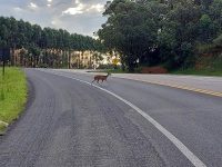 ameacado-de-extincao,-veado-catingueiro-e-flagrado-na-rodovia-marechal-rondon-em-botucatu
