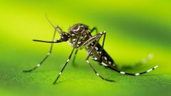 aumento-nos-casos-de-dengue-preocupa-cidades-do-centro-oeste-paulista